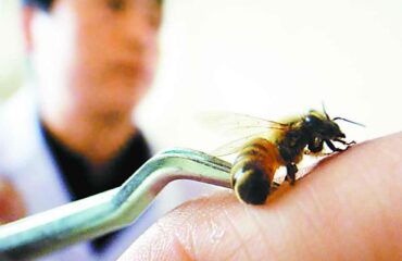 Bee Venom Kills Some Breast Cancer Cells
