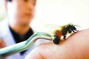 Bee Venom Kills Some Breast Cancer Cells