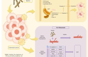 Bee Venom Peptide as a Potential Anti-Colorectal Cancer Agent