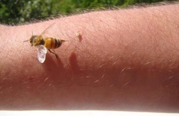 Bee Venom Exploring Its Complex Chemistry and Medical Potential