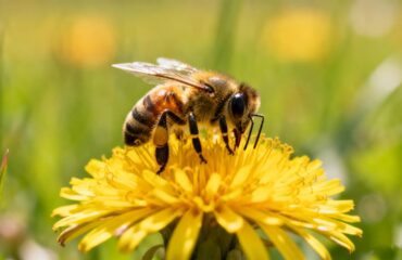 bee-venom-therapy-healing-cover Bee venom therapy natural healing concept with a honeybee on a yellow flower under sunlight, representing natural medicine and wellness.
